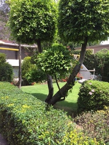 Grupo Kings Suites - Bosque De Duraznos 72 Meksika Dış mekan fotoğraf